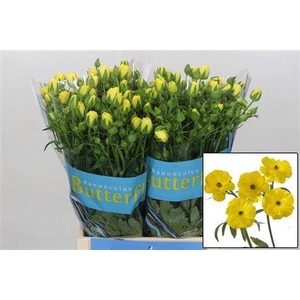 Ranunculus Butterfly Phytalos Yellow 70cm