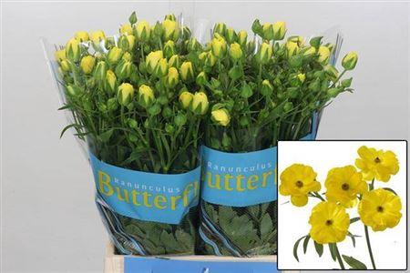 <h4>Ranunculus Butterfly Phytalos Yellow 70cm</h4>
