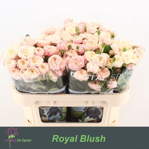 R TR ROYAL BLUSH