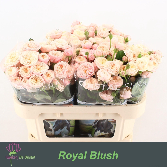 <h4>R TR ROYAL BLUSH</h4>