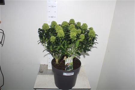 <h4>Skim J White Globe 15+</h4>