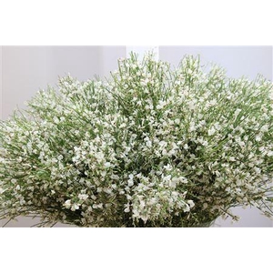 Ginster White Per Bunch