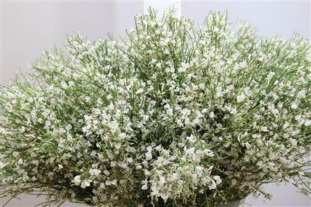 <h4>Ginster White Per Bunch</h4>
