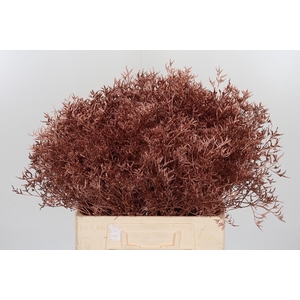 Limonium Kl Bh Koper