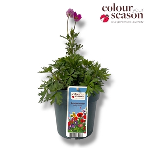 Anemone Spring Beauty P15 Pink