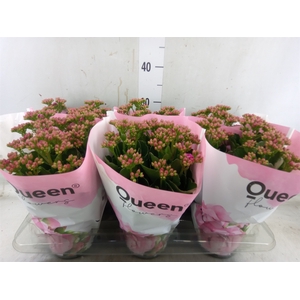 Kalanchoe  'MoreFlow Augusta'
