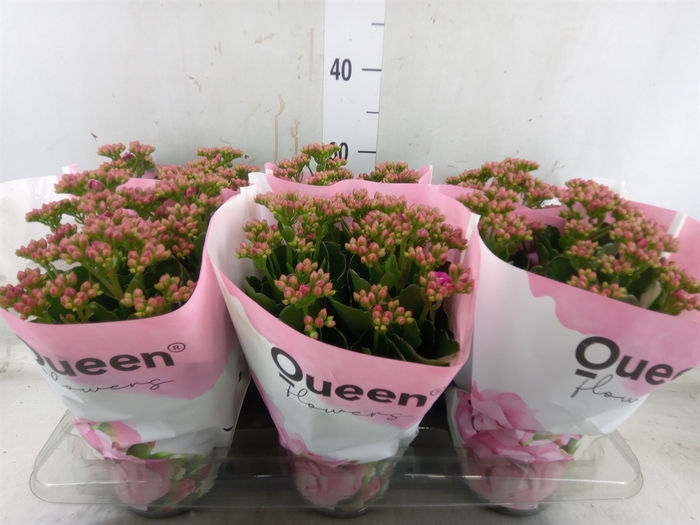 <h4>Kalanchoe  'MoreFlow Augusta'</h4>