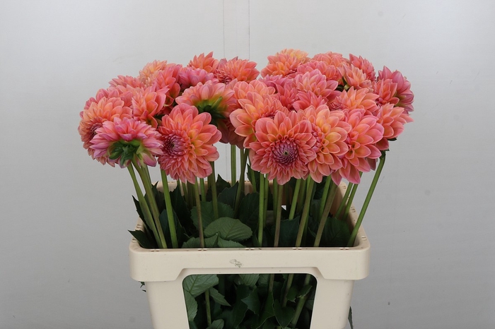 <h4>Dahlia Linda's Baby</h4>