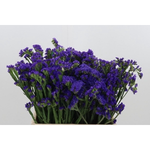 Limonium Crystal Dark Blue