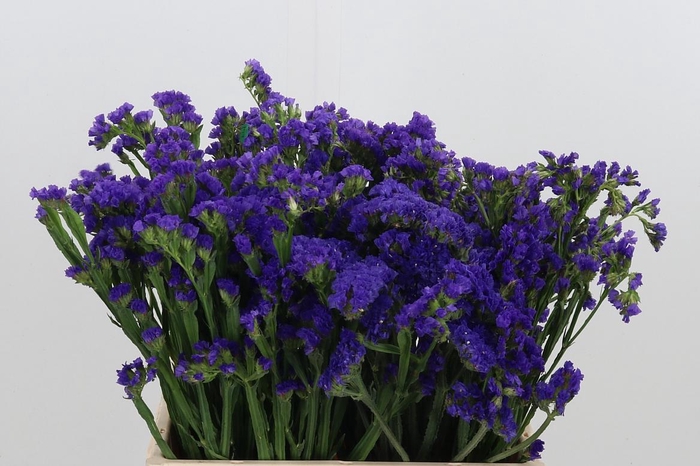 <h4>Limonium Crystal Dark Blue</h4>