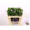Clem Star River Lavendel
