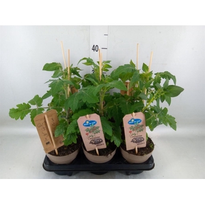 Solanum lycopersicum   ...