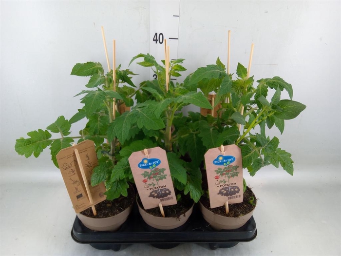 <h4>Solanum lycopersicum   ...</h4>