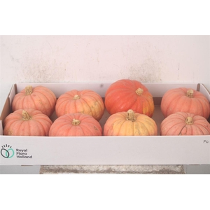 Cuc P Miss Pink Sophie X8