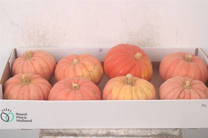 <h4>Cuc P Miss Pink Sophie X8</h4>