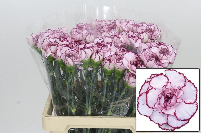 <h4>DI ST MUDAH</h4>