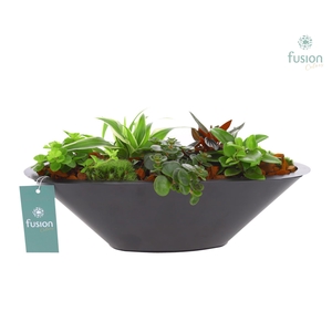 Schaal zink antraciet met Groene Planten