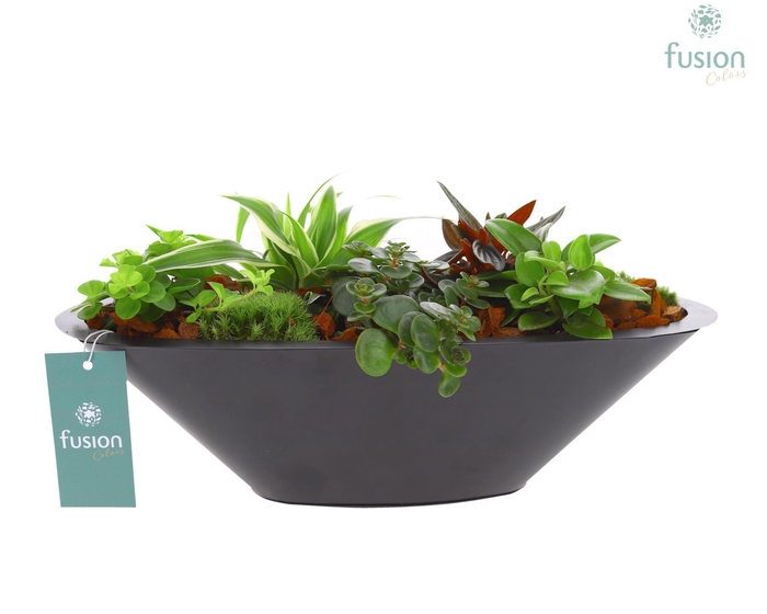 <h4>Schaal zink antraciet met Groene Planten</h4>