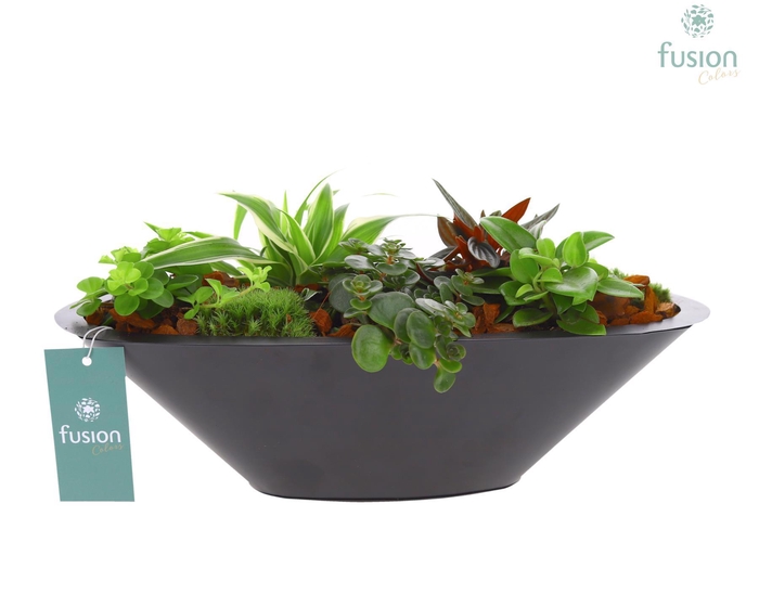 <h4>Schaal zink antraciet met Groene Planten</h4>