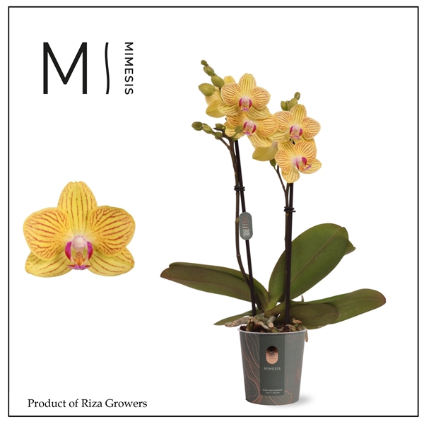 <h4>Mimesis Phal. Gold Baby - 2 spike 7cm</h4>