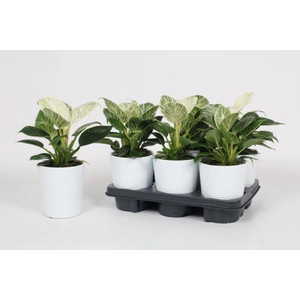 Philodendron Birkin 12Ø 25cm