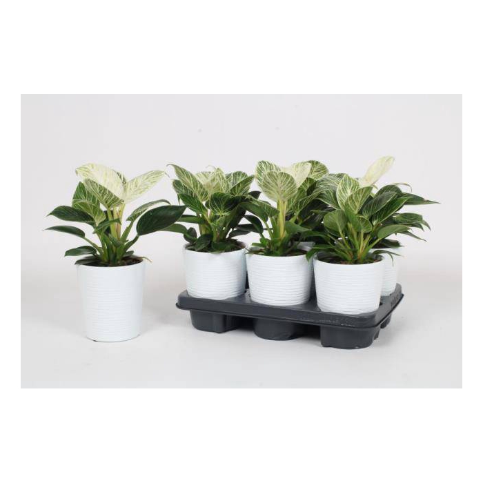 <h4>Philodendron Birkin 12Ø 25cm</h4>