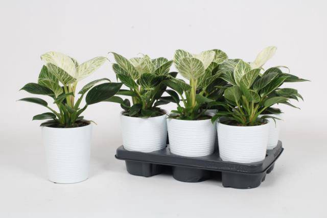 Philodendron Birkin 12Ø 25cm