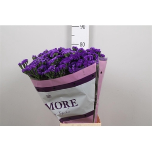 Lim S Navy Sun Birds