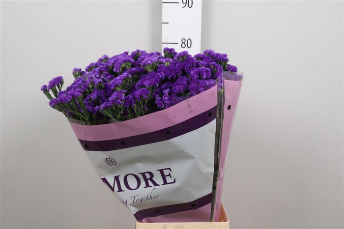 <h4>Lim S Navy Sun Birds</h4>