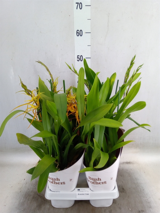 <h4>Brassia  'Summer Dream'</h4>