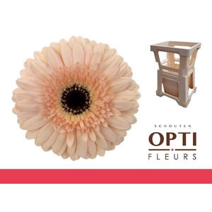 Gerbera Cafe del Mar Water