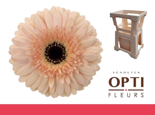 <h4>Gerbera Cafe del Mar Water</h4>