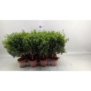 Myrsine africana