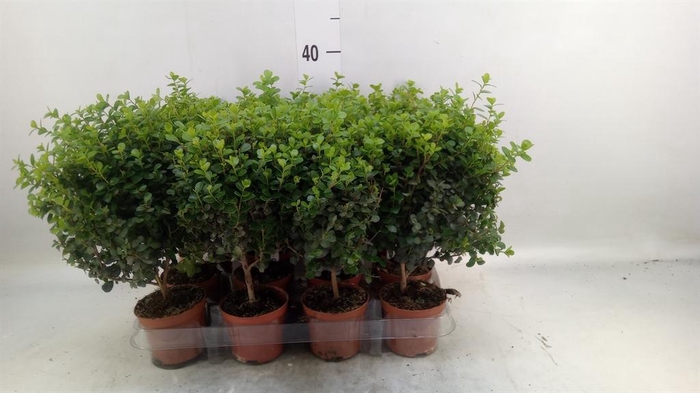 <h4>Myrsine africana</h4>