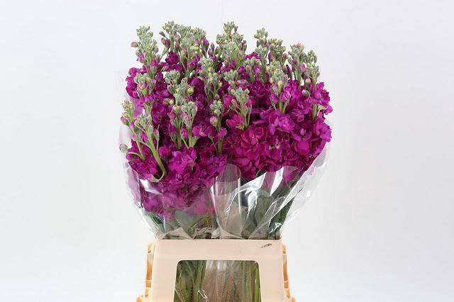 <h4>Matth Phant Rose</h4>
