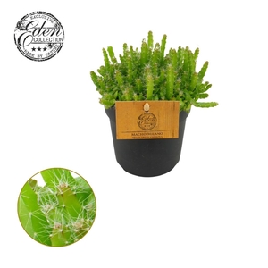 Hylocereus Undatus 10,5cm