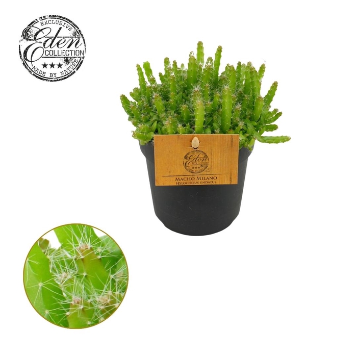 Hylocereus Undatus 10,5cm