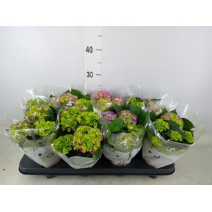 Hydrangea mac. 'Ningbo'