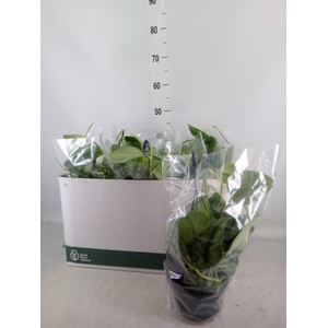 Scindapsus pictus 'Trebie'