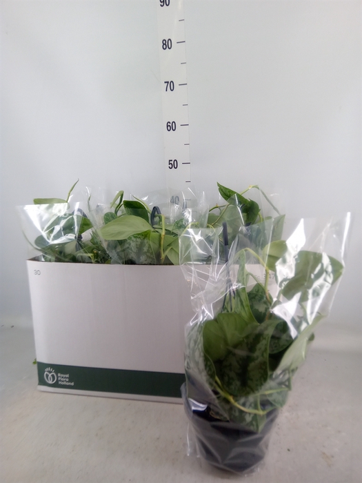 <h4>Scindapsus pictus 'Trebie'</h4>
