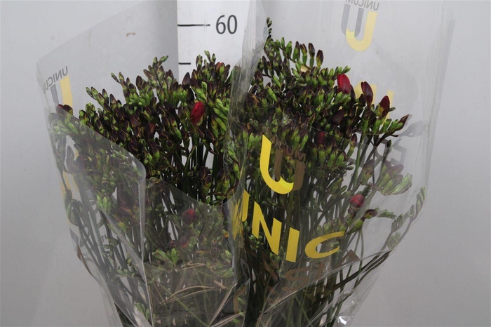 <h4>Fr En Red Baron</h4>