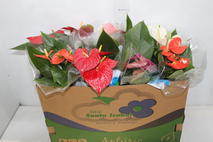 <h4>ANTHURIUM VARIADO P15</h4>