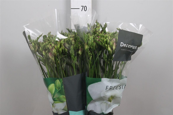 <h4>Fr Du Rosario</h4>