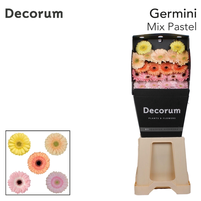 <h4>Germini Mix Pastel Diamond Per Kaart</h4>