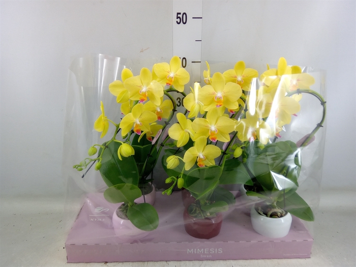 <h4>Phalaenopsis   ...</h4>