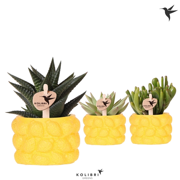 <h4>Kolibri Greens Succulenten mix in Citrus pot yellow</h4>