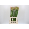 Nerine Vesta K