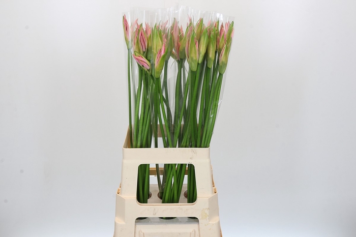<h4>Nerine Vesta K</h4>