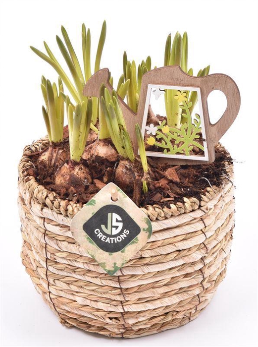 <h4>Mais mand 16cm</h4>