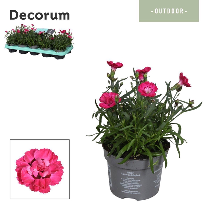 <h4>Dianthus EARLY LOVE (Pink)  Decorum</h4>